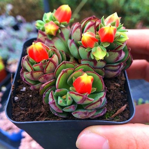 丹尼尔多肉植物盆栽群生多头肉肉绿植花卉防辐射吸甲醛净化空气