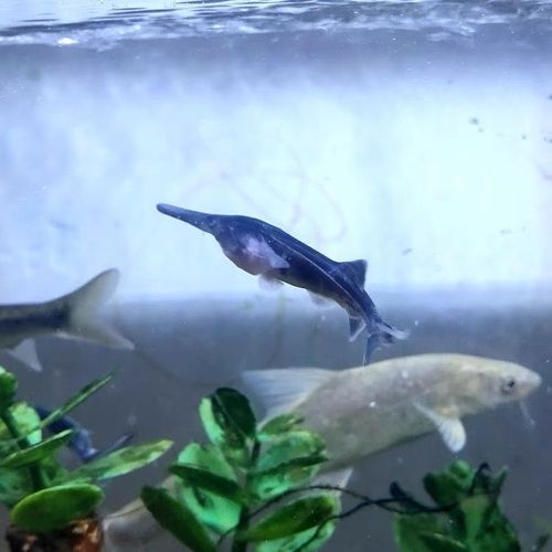 鸭嘴鱼冷水鱼淡水鱼个性活体观赏小鱼苗活的匙吻鲟鱼苗高档鱼耐寒