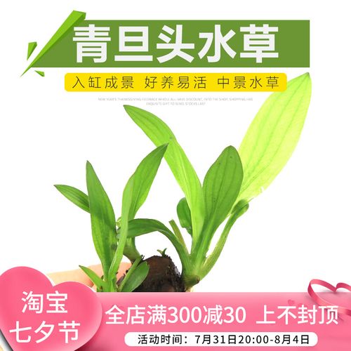 青旦红旦懒人淡水青蛋红蛋花旦花蛋阴性好养皇冠类真水草新手推荐