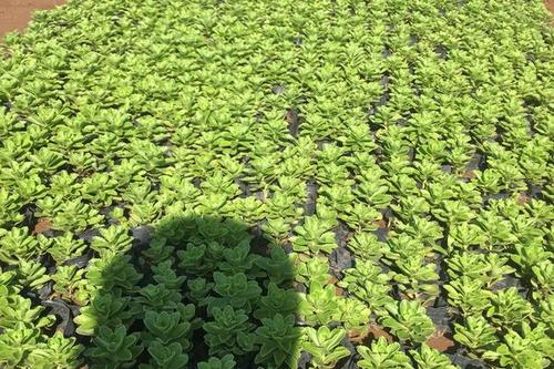 18/棵 德国景天自产自销德国景天种植基地德国景天50万低价处理