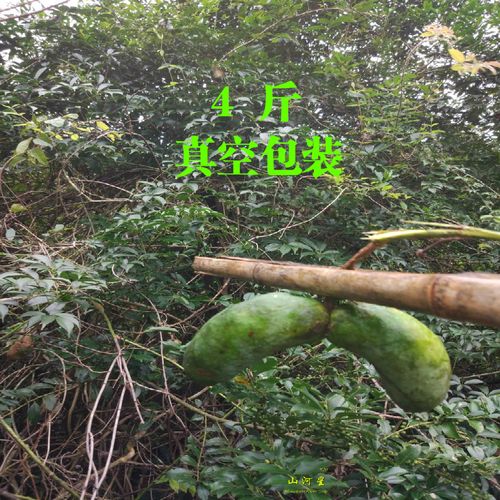野果现摘新鲜水果罗藤牛软果牛哈卵九月炸八月瓜木通果牛卵坨10个