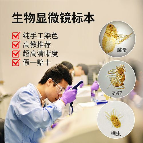纯手工丨生物显微镜标本制作切片儿童科学材料观察微生物细胞细菌