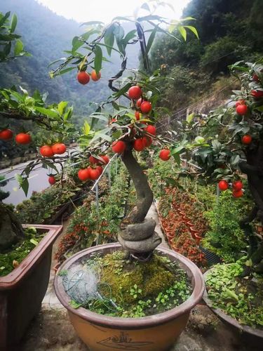 金弹子品种盆栽盆景小树苗四川小叶金单蛋子鸡血红葫芦母树3年苗