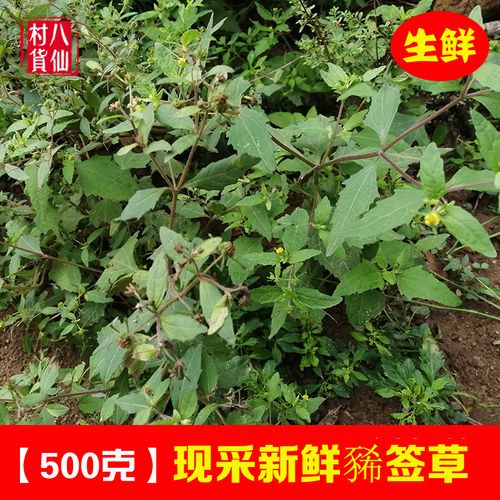 野生新鲜豨签草 粘金强 中草药棉苍狼 稀签草 粘苍子 黄花仔 包邮