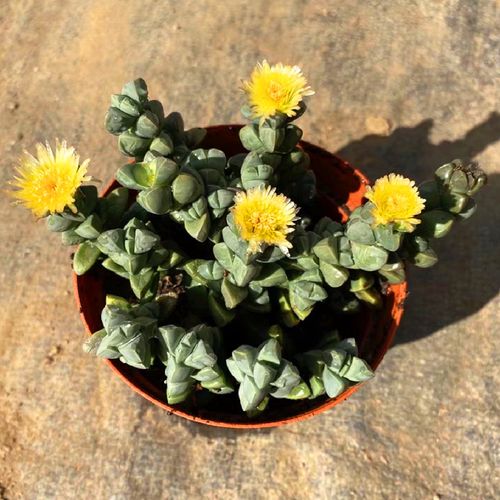 鹿角海棠开花多肉植物稀有品种办公桌美观防辐射花卉盆栽精品绿植