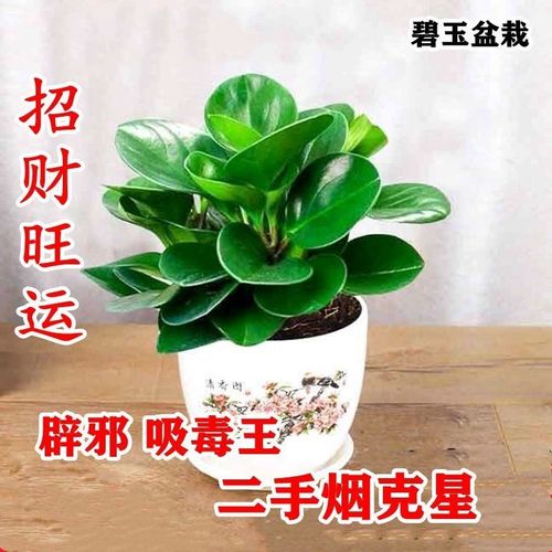 青叶碧玉花豆瓣绿 绿植盆栽花卉室内防辐射植物 办公室小盆栽【4月17
