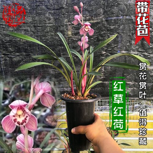 建兰红草红荷兰花浓香型矮种四季兰稀有品种世界上最香兰花名贵
