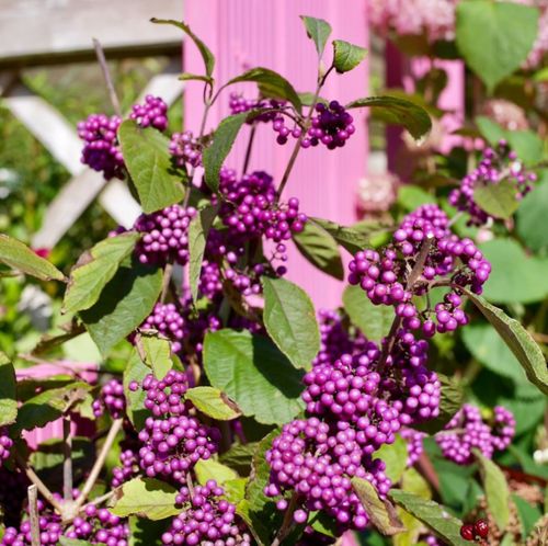 四季进口新盆日本紫珠盆栽花苗室外庭院多年生灌木植物紫色转运珠