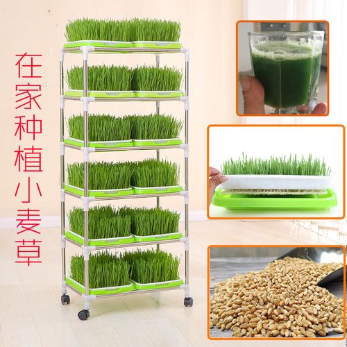 新大麦小麦种子小麦种孑麦苗麦草籽榨汁麦芽猫草种植盘架盆水培盒