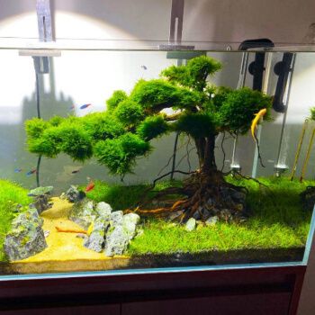 臻弗巴西树沉木迎客松鱼缸造景泰国枝水族箱造景装饰一木成景莫斯树