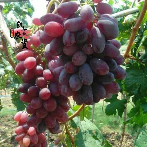 【农友推荐】可狄(kedi)葡萄果苗 庭院阳台藤本水果 1年生裸根苗家庭