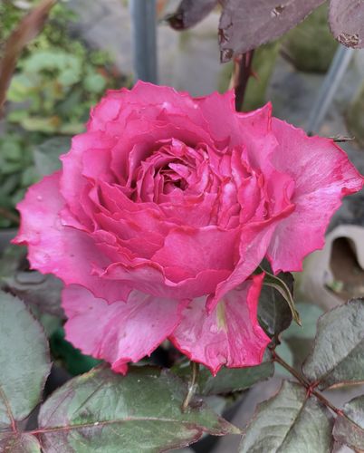 2021超新品月季樱花飘切花玫瑰花苗