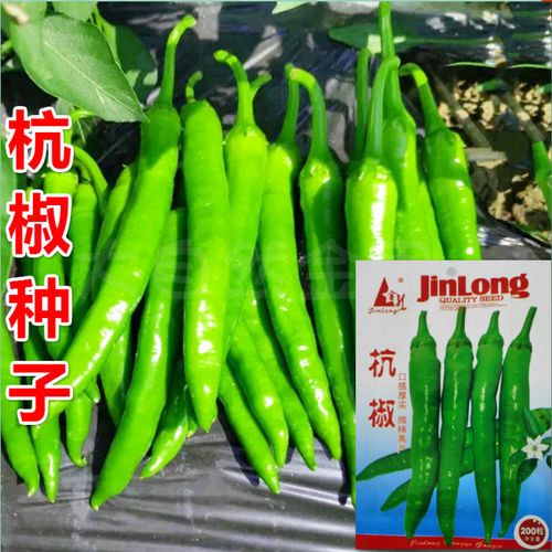 香辣杭椒种子 线椒种子长条辣椒 辣椒籽阳台庭院盆栽蔬菜