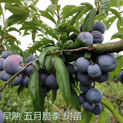 李子树苗 嫁接五月脆李苗 凤凰李果树 一点红果苗早熟李子苗【5月2日