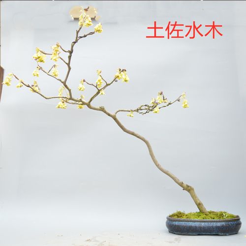 日本进口土佐水木盆景盆栽精品禅意造型实物老桩黄花原生腊瓣花