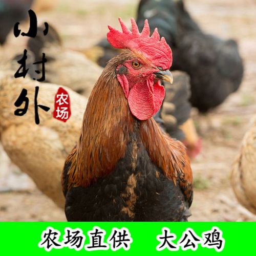 小村外农场  散养大公鸡  柴公鸡  农家散养土公鸡 净重3斤以上