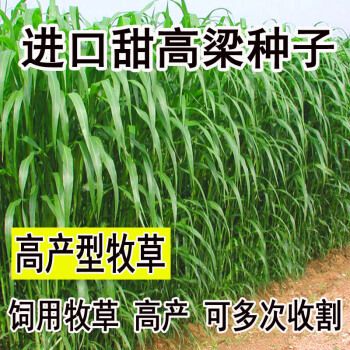 进口牧草饲用甜高粱杆种子甜高粱牧草种子甜高粱种子易商 甜高粱(海牛