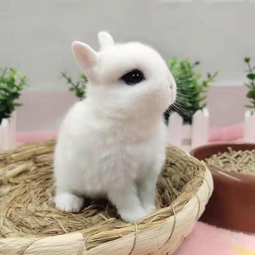 [京选推荐]侏儒小兔活物小型迷你毛毛兔茶杯小兔长不大宠物兔子垂耳