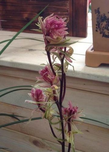 江浙 兰花  寒兰 红凤奇花  假一赔十     盆栽花卉盆栽