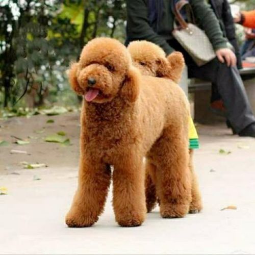 纯种巨贵红棕色黑白色香槟色灰色大泰迪巨型贵宾家庭犬健康出售【3月