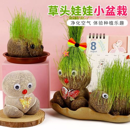 长草头发娃娃幼儿园自然角种植儿童观察植物生长适合春天种的植物
