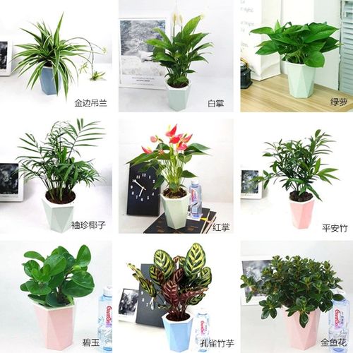 花卉盆栽室内好养小绿植发财树绿萝吊兰除甲醛北欧风水培懒人植物