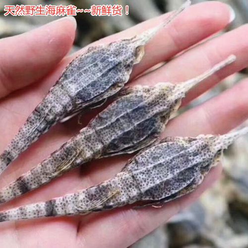 包邮 养生泡酒料 海麻雀 长身海燕子干货 煲汤泡酒海产干货 50克