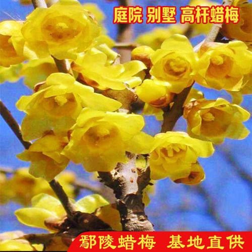 高杆蜡梅 庭院蜡梅 虎蹄蜡梅 腊梅 梅花 耐寒蜡梅