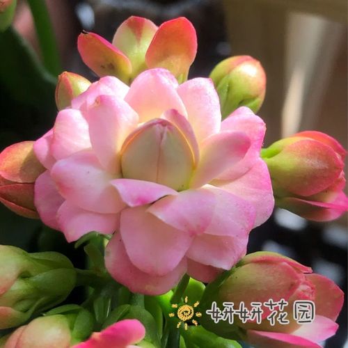 新品重瓣大花悉尼粉长寿花金狐狸大花宝玉带花苞发货