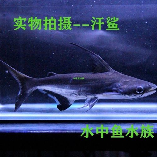 淡水鲨鱼成吉思汗鲨蓝鲨鱼大白鲨虎头鲨鱼白化鲨热带鱼观赏鱼【淡