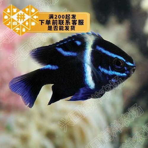 蓝丝绒  丝绒雀金丝绒金丝雀海水鱼活体小丑鱼雀雕蓝色鱼闯缸鱼