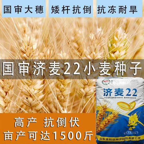 国审济麦22小麦种子大穗高产冬小麦正品原种抗倒稳产耐旱大田麦种