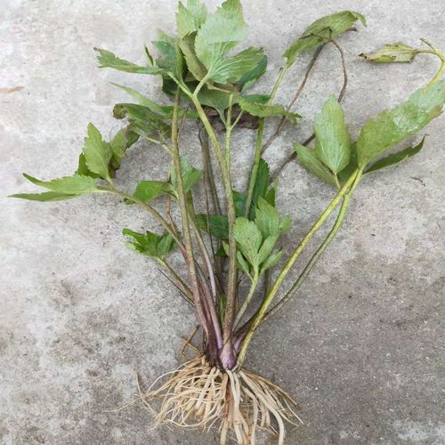山辣椒中草药野生新鲜毛茛草茴茴蒜起泡菜外用外敷起泡 紫茎毛茛