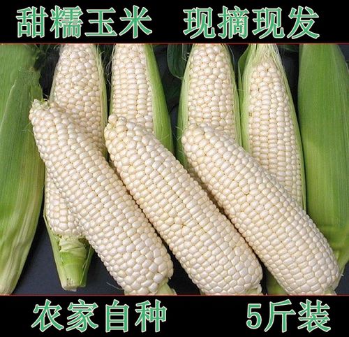 现摘白糯玉米包谷新鲜玉米棒包谷甜糯粘玉米非水果生玉米带皮5斤