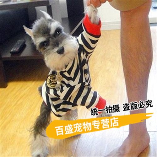 百盛 纯种血统黑银色小型迷你体雪纳瑞犬幼犬活体宠物狗 椒盐色巨型