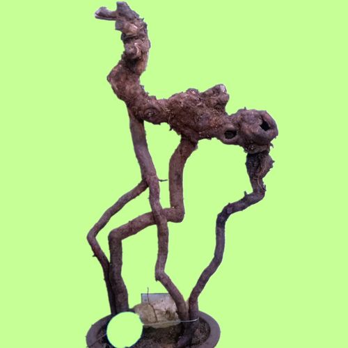 四季好种养盆景树山木香老桩精品高提根庭院阳台植物月季花吸甲.