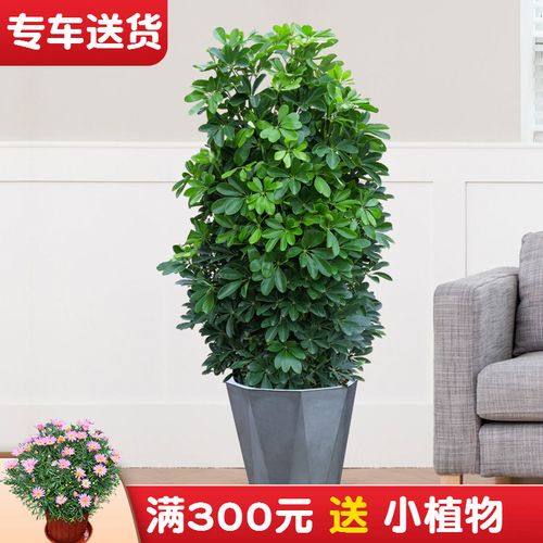 鸭脚木盆栽 大型绿植鸭掌木吸甲醛植物净化空气 客厅室内阳台花卉