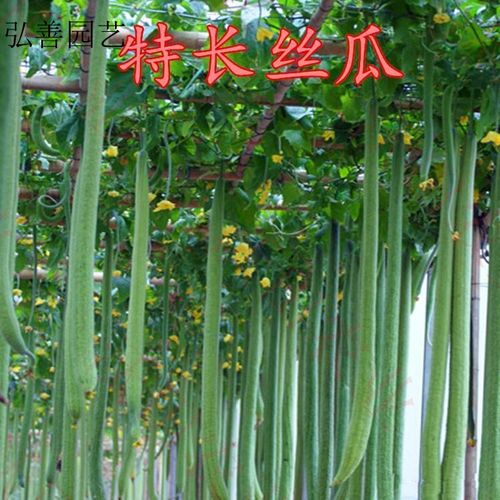 香葶苑巨型一号特长丝瓜种子观光园庭院适用巨型丝瓜水四季爬藤遮阴