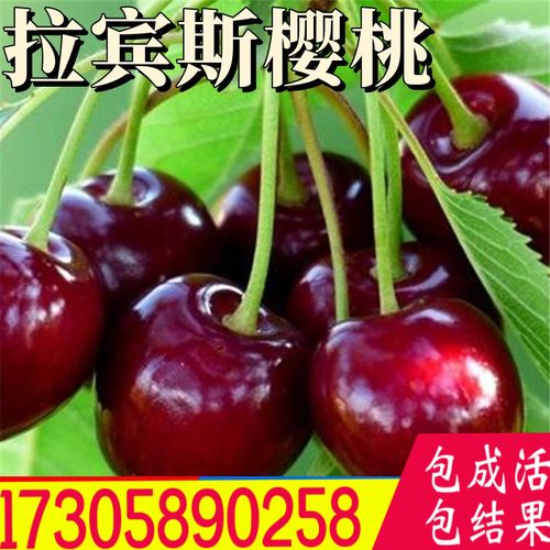 拉宾斯樱桃苗嫁接车厘子树苗南北方阳台盆栽庭院地栽