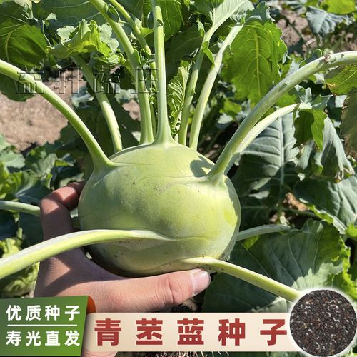 水果苤蓝种子早熟杂交种子室内阳台盆栽室外花园绿植四季蔬菜种子