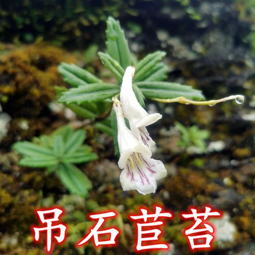野生新鲜吊石苣苔石吊兰黑乌骨石豇豆接骨生岩泽兰岩石兰岩头三七
