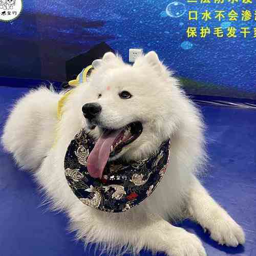 宠物狗狗口水巾围脖中大 型犬金毛萨g摩耶阿拉斯加夏季口水狗围巾