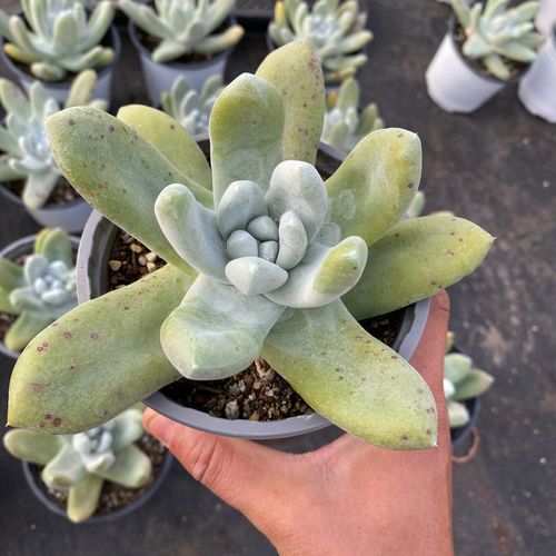 拇指多肉帕奇飞图仙女杯系列一物一拍12cm尺寸单头多肉植物实生苗