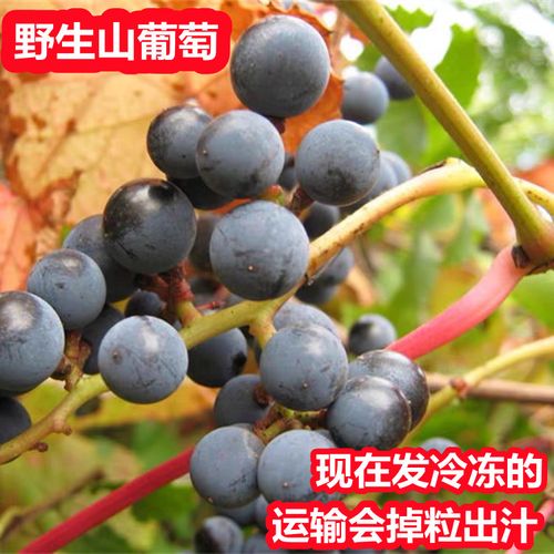 长白山野生山葡萄新鲜冷冻东北野葡萄可酿酒制作酵素4斤 限区包邮