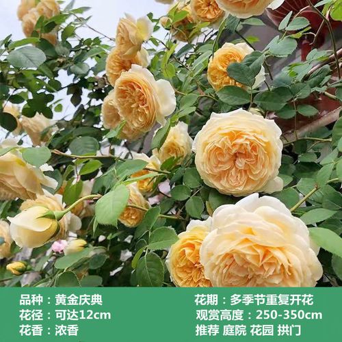 花苗藤本月季花苗爬藤绿植庭院浓香大花阳台花卉盆栽 黄金庆典(藤本)