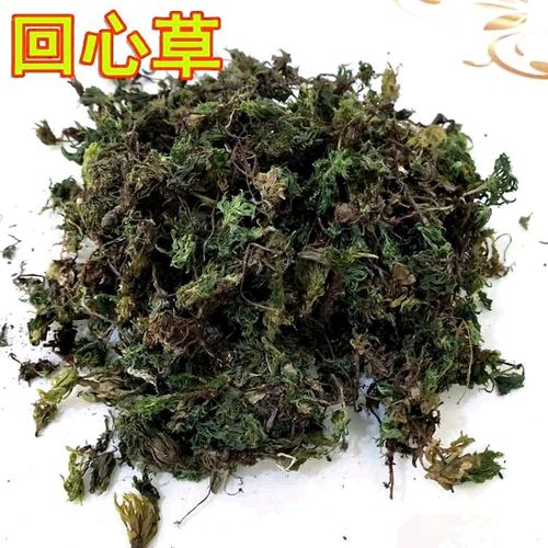 【优选】【官方旗舰】回心草250克 云南腾冲茴心草 新鲜晒干 丽江野生
