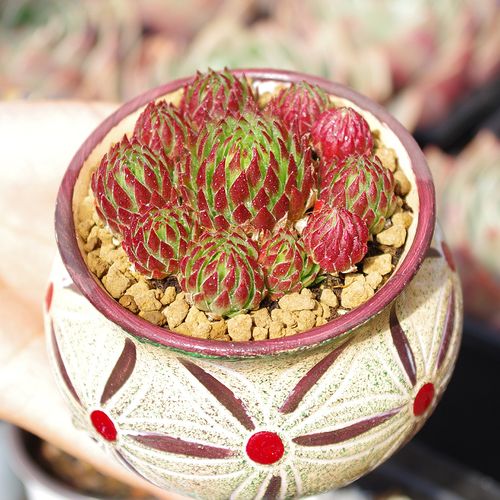 多肉植物红色可爱橘子球长生草室内阳台花卉防辐射绿植带盆栽好花