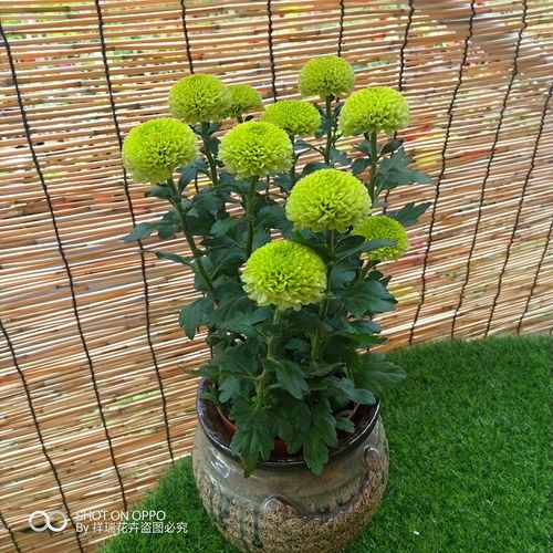 爱帛哆 龙爪菊拉丝菊 秋菊大菊花 庭院阳台楼顶盆栽 多年生宿根花卉