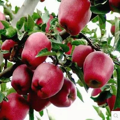 红玉苹果树苗 美国红蛇果 苹果苗当年结果 南方北方都可种植蛇果