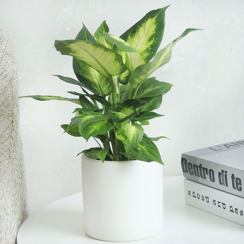 玛丽安白玉万年青室内盆栽花叶绿植办公客厅桌面小型植物送货上门